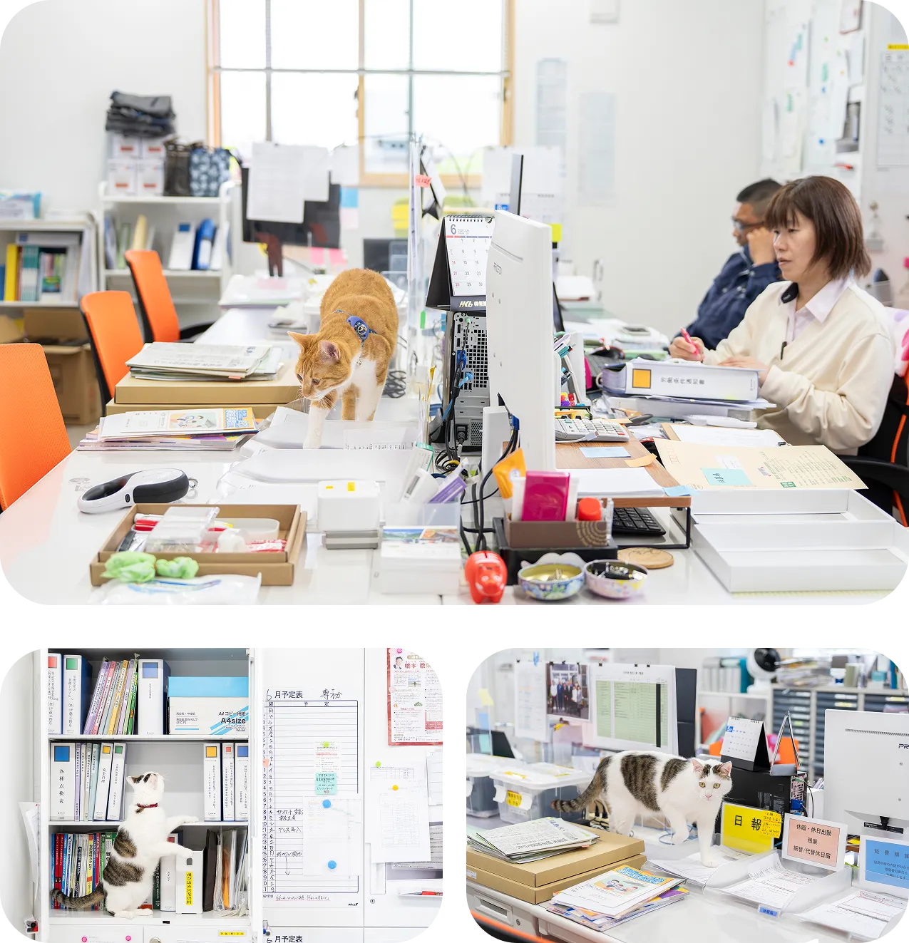 日報監査