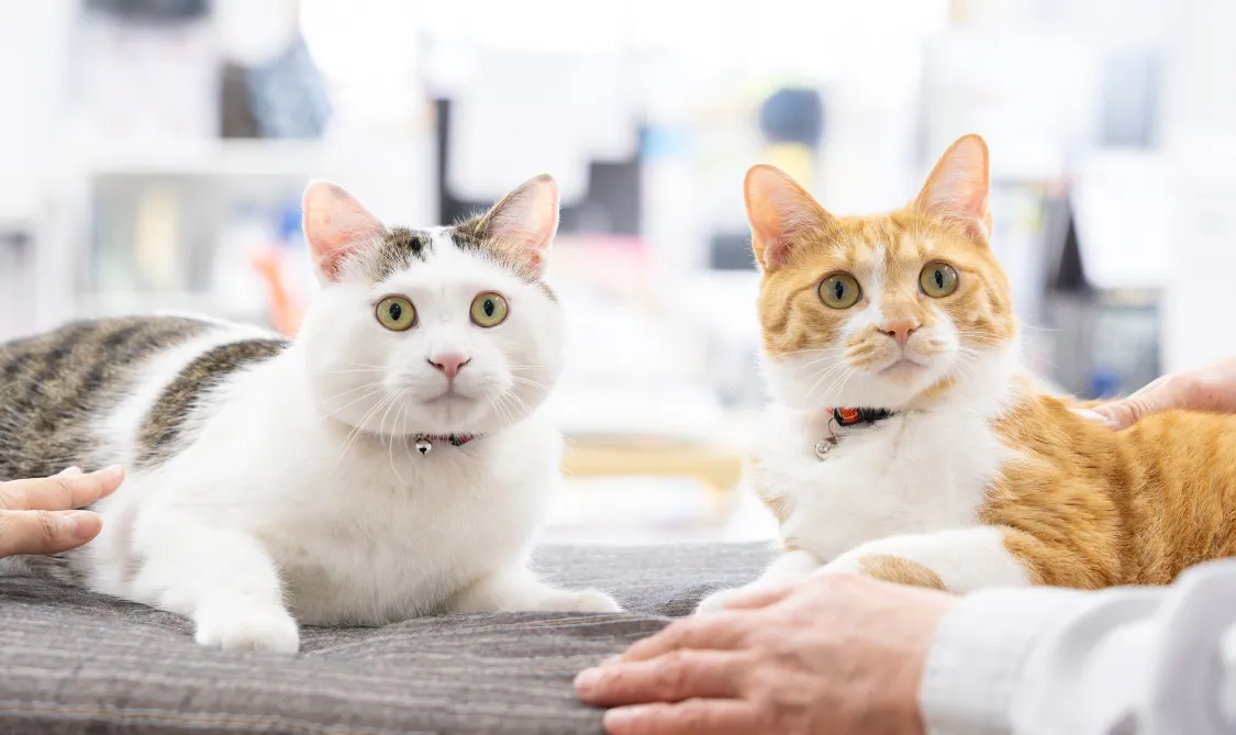 猫社員 こう ＆ ふく