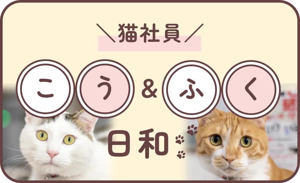 猫社員 こう＆ふく 日和